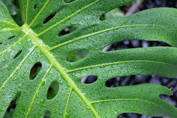 Monstera Leaves or Swiss Cheese Plant or Monstera Deliciosa in nature, tropical green leaves...