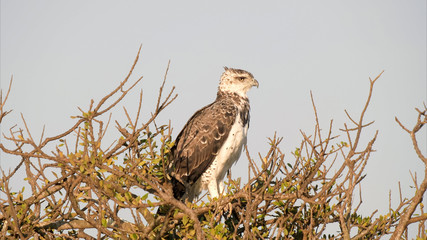 martial eagle perching in tree at masai mara