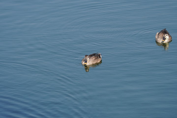 duck in water