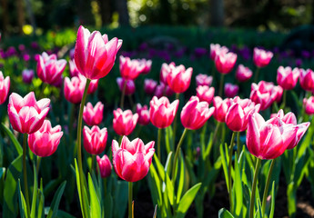Obraz premium A lot of blooming tulips in the garden with the nature background