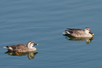 duck in water