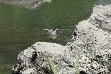 gray tailed tattler in water
