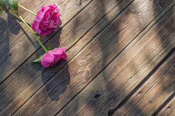 beautiful peonies on old dark wooden background in sunlight