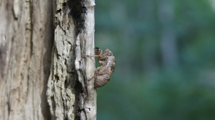 Obraz premium SONY DSC