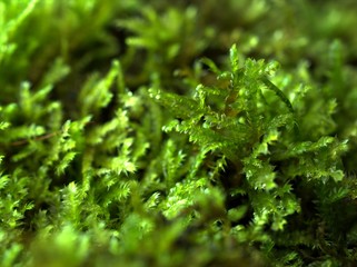 close up of green moss in forest with blurred background ,macro image, soft focus 