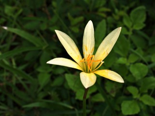 Closeup white-yellow petals of Zephyranthes flower plants in garden with green blurred background, macro image, soft focus