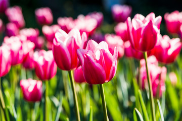 View of beautiful tulips growing in the garden.