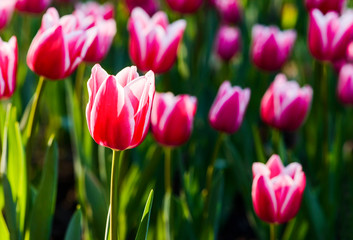 Beautiful tulips flower with the blue sky background