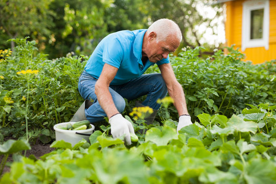 Mature man farmer harvesting cucumbers in the garden. High quality photo