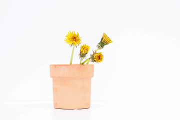 Small terracotta pot filled with wild yellow dandelion flowers. Close up nature image with white background.