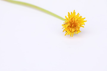 Isolated image of single dandelion flower on white background with copy space