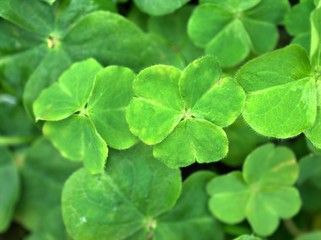 Fototapeta na wymiar Closeup green leaves of four leaf clover, wood-sorrel ,oxalis acetosella flower plants with blurred background , macro image ,soft focus for card design