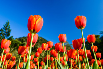 Fototapeta premium Beautiful tulips flower with the blue sky background