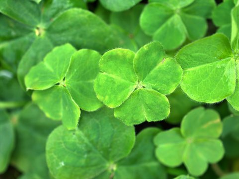 Closeup green leaves of four leaf clover, wood-sorrel ,oxalis acetosella flower plants with blurred background , macro image ,soft focus for card design