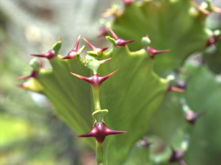 Closeup green cactus Euphorbia resinifera ,desert plants with blurred background ,macro image ,soft focus for card design