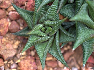 Closeup cactus Haworthia limifolia desert plants with flower and blurred background ,macro image ,sweet color for card design