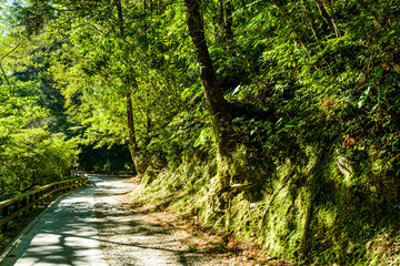 Obraz premium The stone pathway through in the green forest in Taiwan.