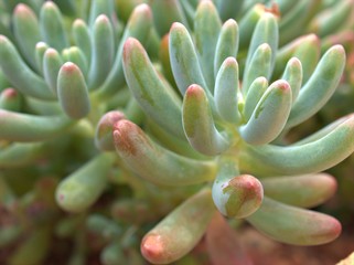 close up of a green cactus Pachyphytum fittkaui , succulent desert plants in garden with blurred background ,macro image for card design