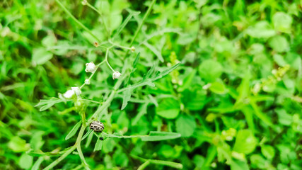 selective focus on a black and white bug on a flower plant