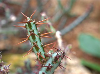 Closeup cactus Tiger pear, euphrbia rossii desert plant with blurred background ,macro image ,soft focus for card design