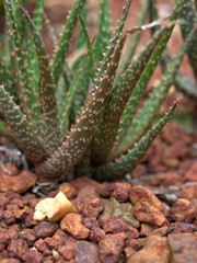 Closeup succulent Fasciated haworthia, fasciata plants ,cactus desert ,macro image background 