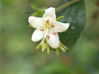 close up of white petals of Myoporum flower plants in garden with blurred background ,macro image ,soft focus ,for card design