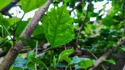 Fototapeta na wymiar selective focus on a green leaves of a plant