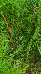 selective focus on a green leaves of a plant