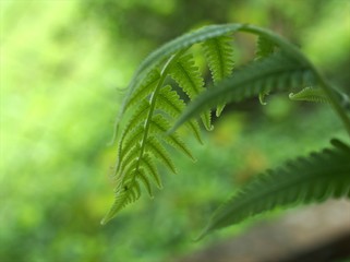 close up of fern leaf plant in garden with green blurred background , nature leaves ,macro image ,...