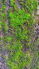 green moss on a old wall