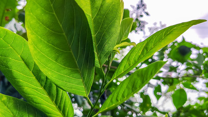 selective focus on a green leaves of a plant