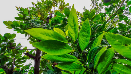 selective focus on a green leaves of a plant