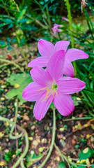 selective focus on beautiful pink flowers in garden