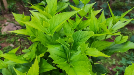 selective focus on a green leaves of a plant