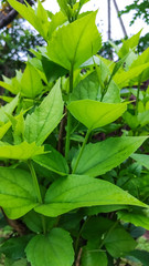 selective focus on a green leaves of a plant