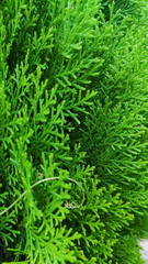 selective focus on a green leaves of a plant