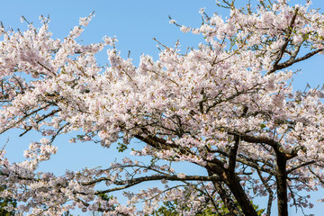 Cherry flowers bloom in Chiayi's Alishan, Taiwan, Alishan Forest Recreation Area in Chiayi, Taiwan.