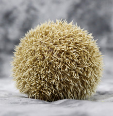 Small decorative homemade African hedgehog