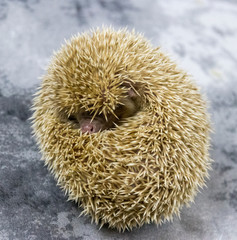 Small decorative homemade African hedgehog