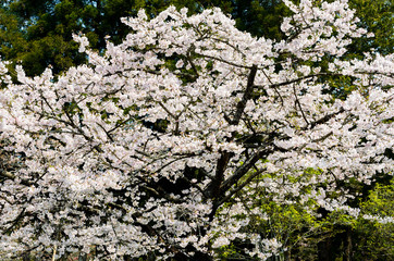 Cherry flowers bloom in Chiayi's Alishan, Taiwan, Alishan Forest Recreation Area in Chiayi, Taiwan.