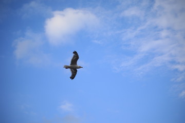 seagull in flight