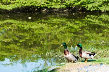  Wild ducks on the lakeshore in Kaohsiung Museum of Fine Arts, Taiwan