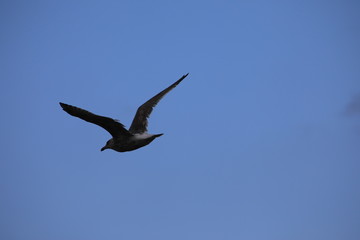 seagull in flight