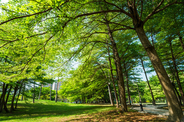 Lush green trees with blue sky as background