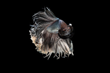 Swimming Action of Betta, Siamese fighting fish; Halfmoon silver and white betta isolated on black background
