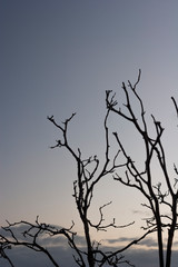 Burnt tree branches after fire