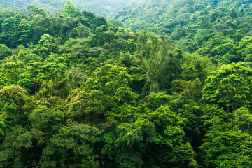 the beautiful green forest as a background