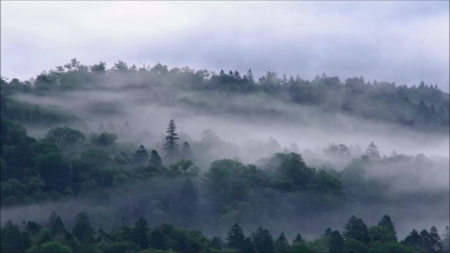 霧に包まれた早朝の森