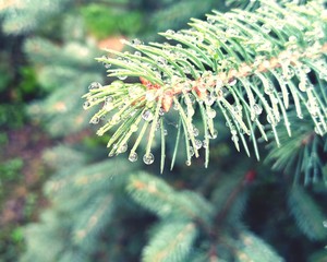 close up of pine needles on a branch