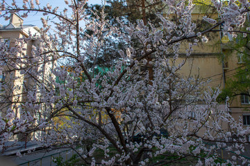 Cherry blossom in spring in the city center